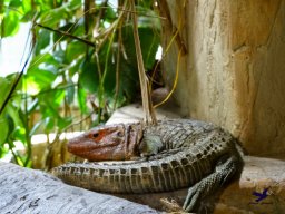 Haus des Meeres 13.03.2026